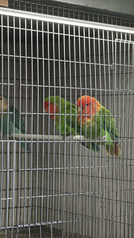 Agapornis roseicollis