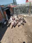 Patos jovens para vender