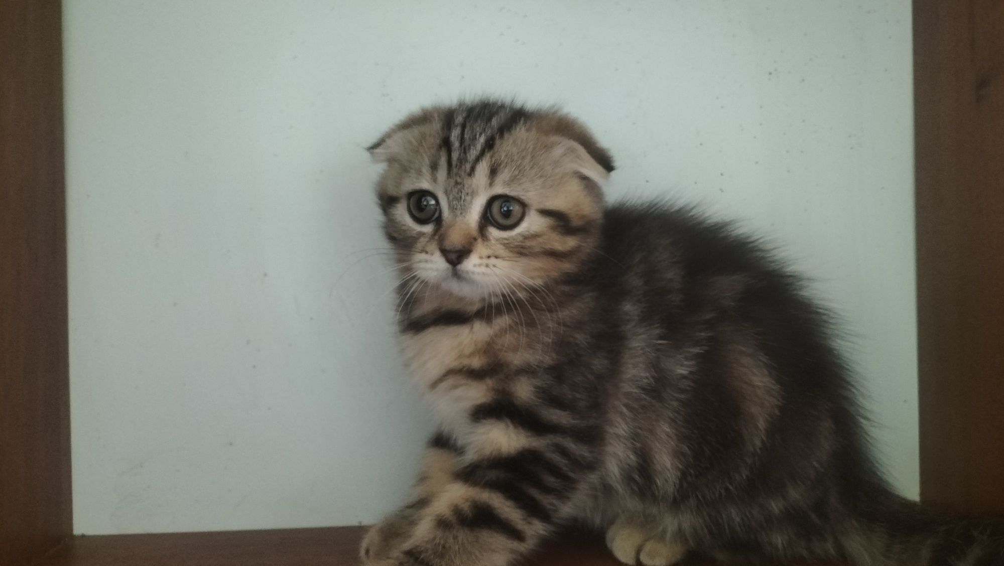 Кошенята.в наявності хлопчикі та дівчата.