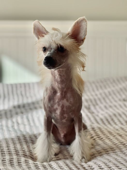 Grzywacz Chiński ZKwP FCI