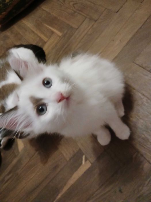 Віддам голубооких кошенят в добрі руки.Стрижавка.