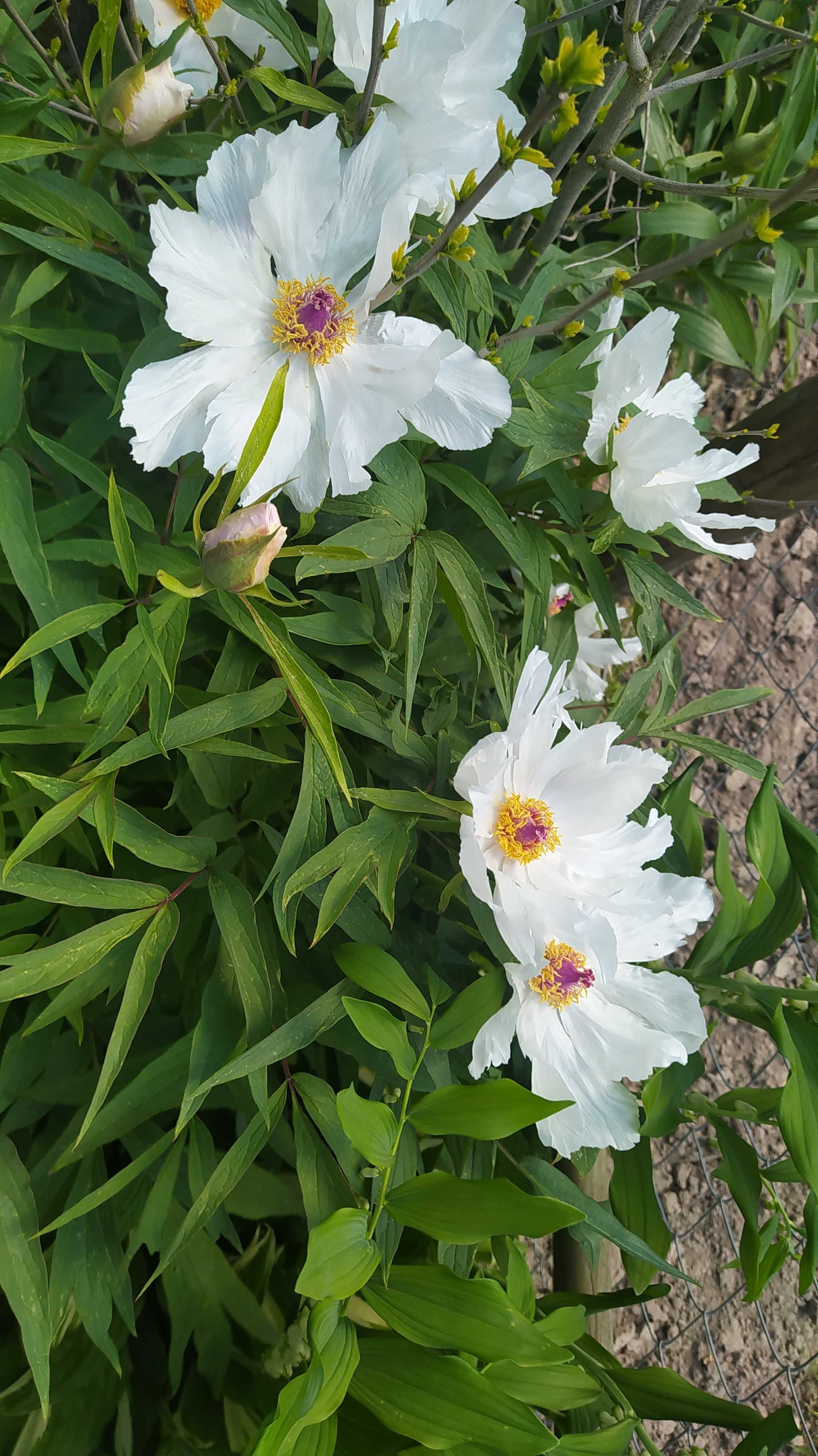 Piwonia Suffruticosa drzewiasta krzewiasta
