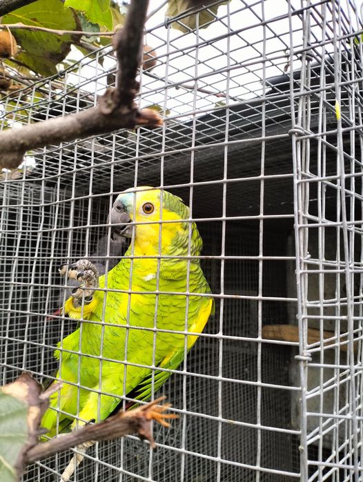 Aestivas xanthoperix 2024