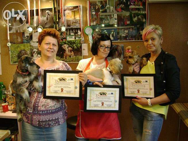 Kurs strzyżenia psów Kurs groomerski kurs groomingu na żywych modelach