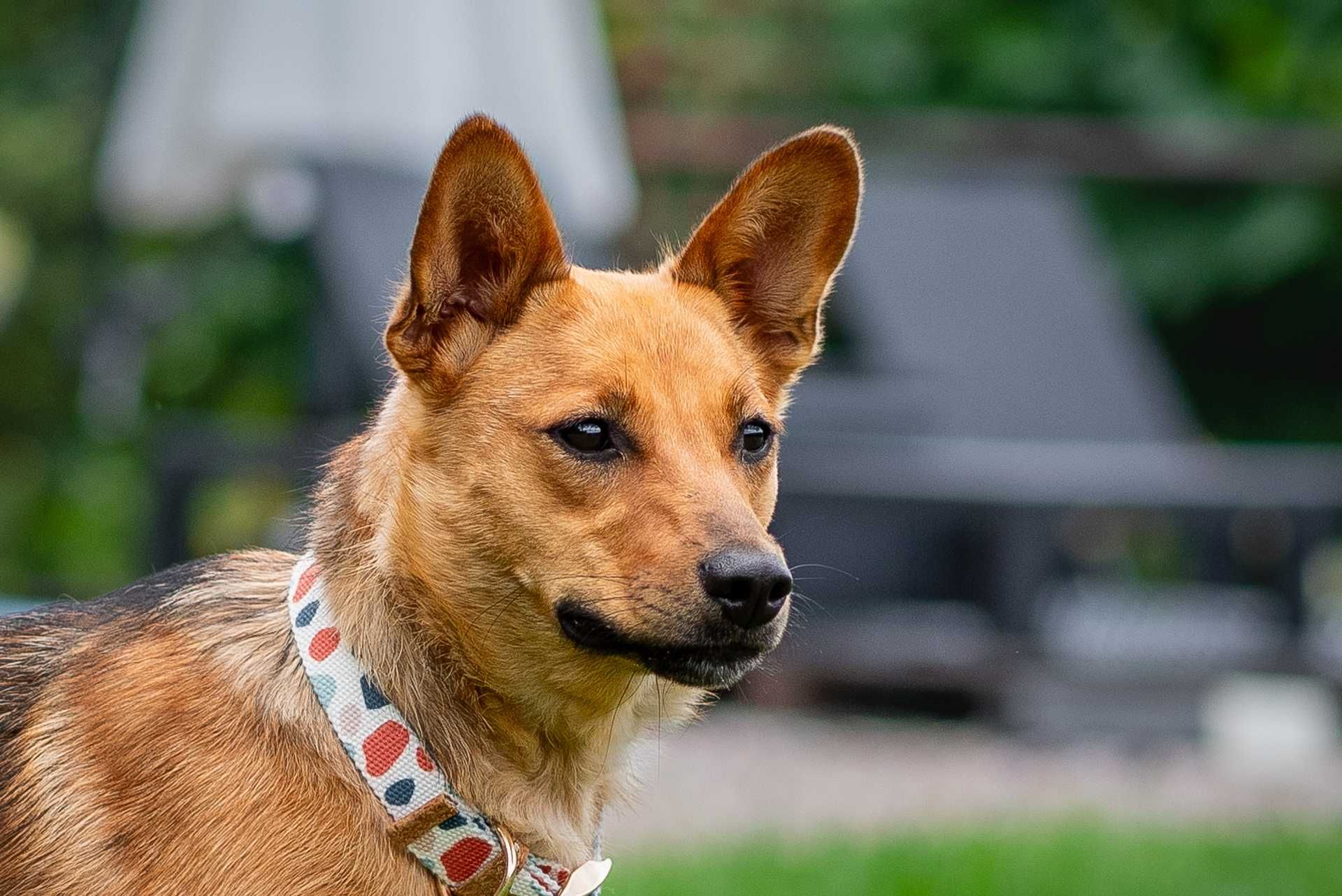 DINA - piękna sunia do doświadczonego domku