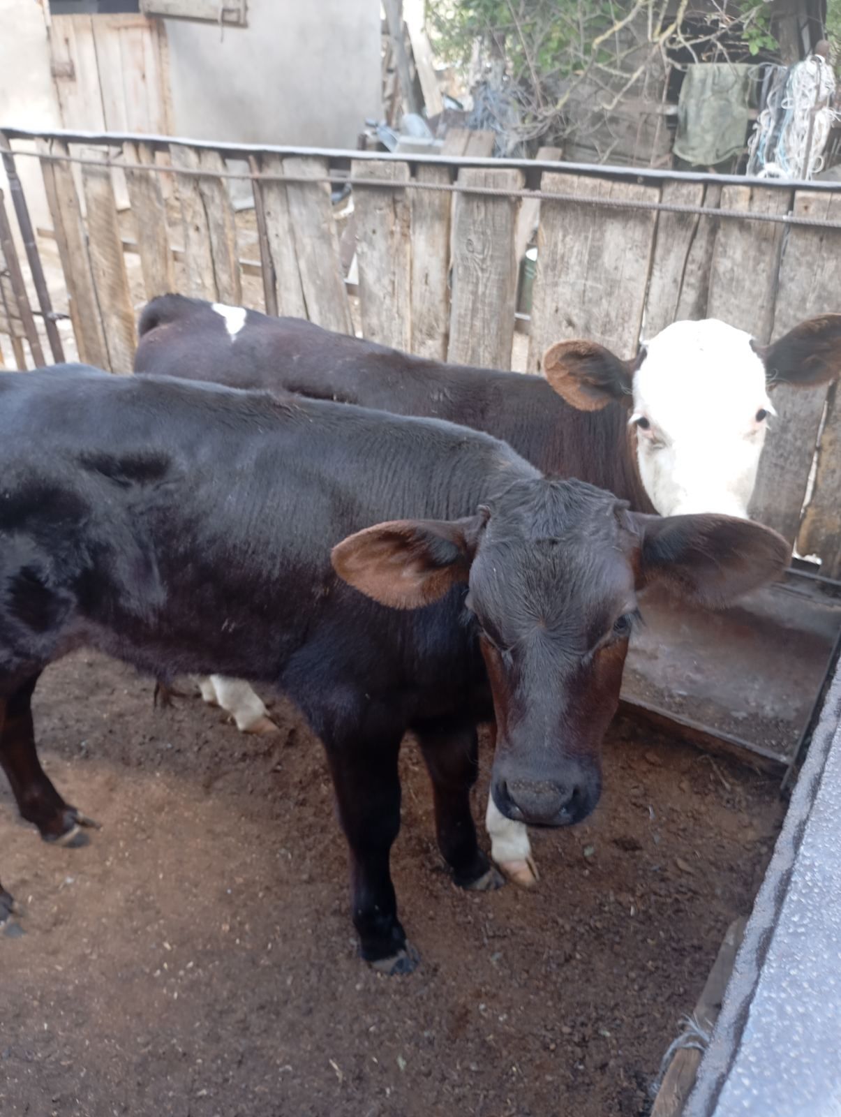 Продам бичків 1.5 - 2 місяці.