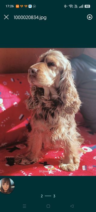 Piesek Cocker spaniel, badania genetyczne