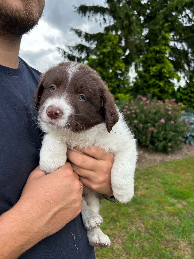 GOTOWE DO ODBIORU Piesek szczeniak Border Collie czekoladowo biały