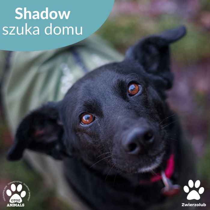 Szukamy domu dla Shadowa!