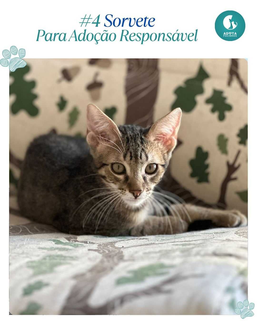 Bebé SORVETE - para adoção responsável