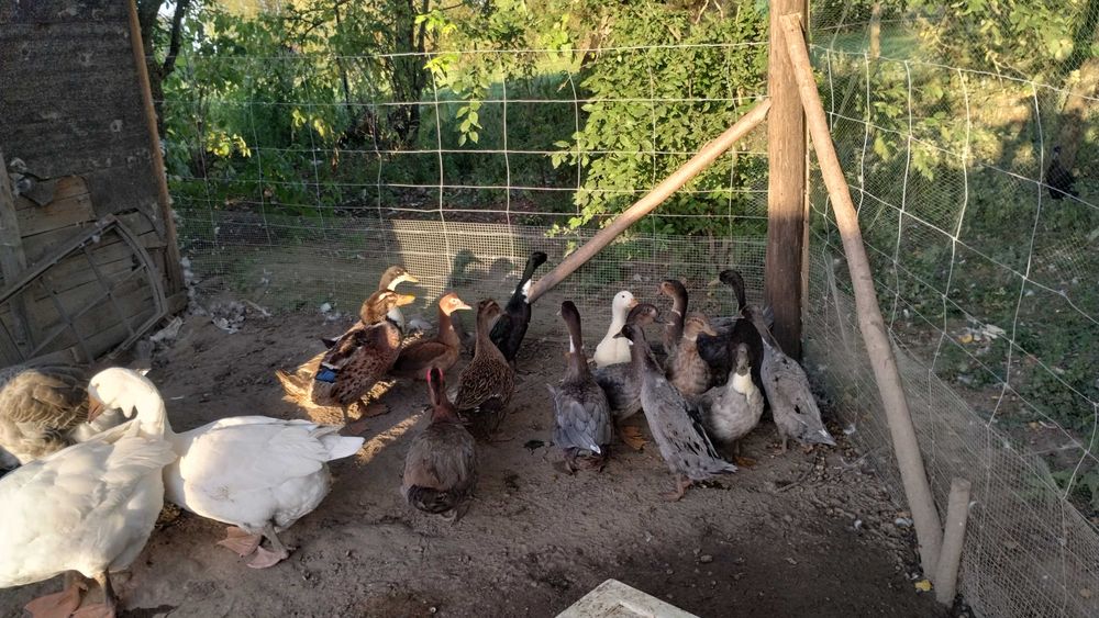 Sprzedam kaczki ,gęsie