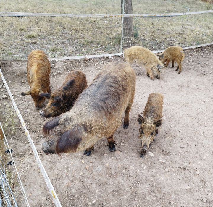 Porco ovelha pura e cruzado de 50 até 300€