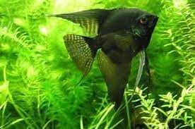 GB Skalar czarny  Pterophyllum scalare var. black - hodowla własna