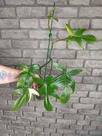 Philodendron Florida Beuty