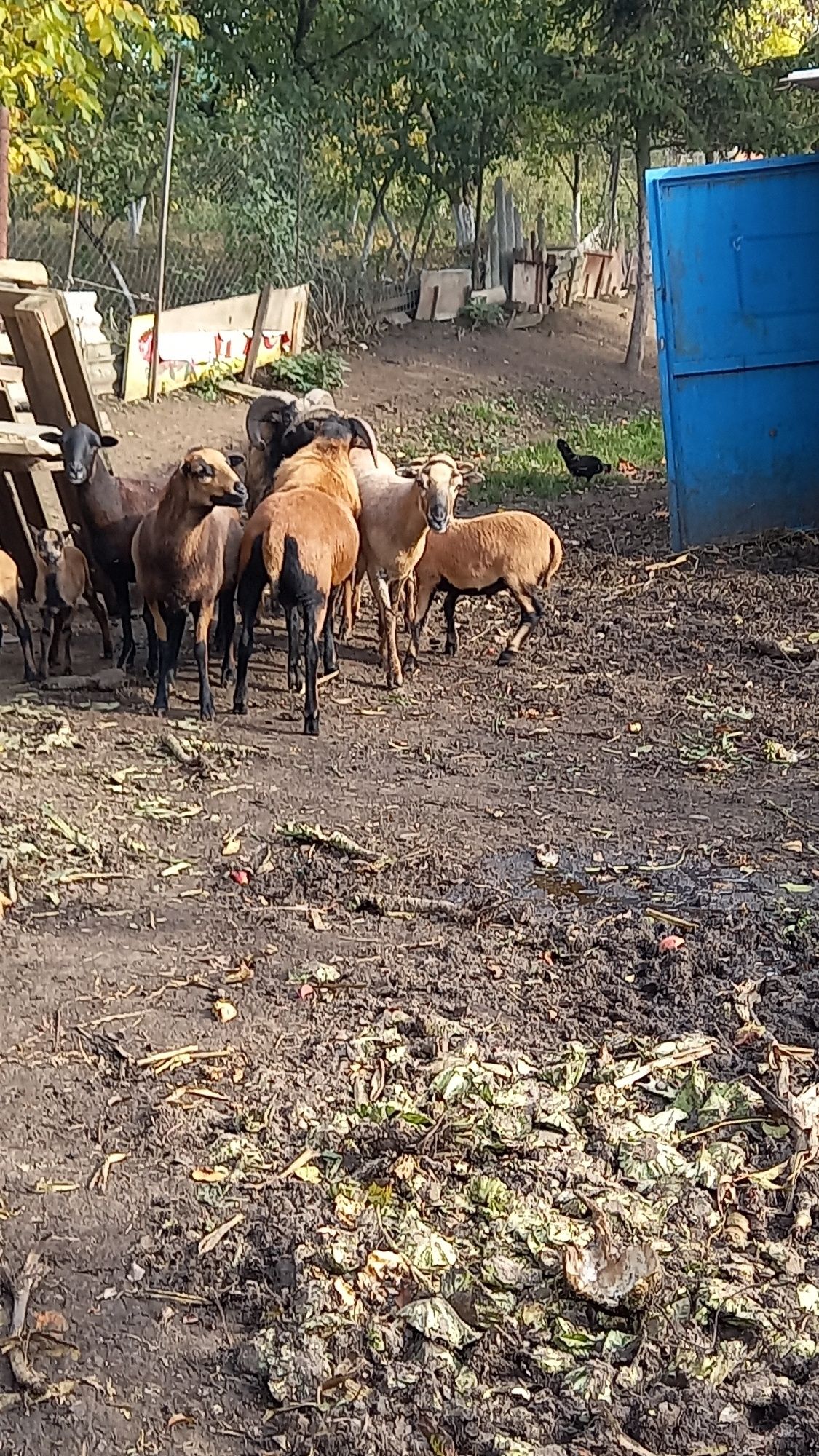 Камерунські вівці