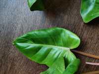 philodendron snowdrift