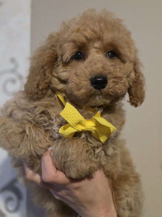 Maltipoo f1 piesek do odbioru szczenię szczeniaczek