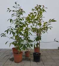 Vendo Eugenias Myrtifolia ideal para sebes