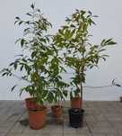 Vendo Eugenias Myrtifolia ideal para sebes