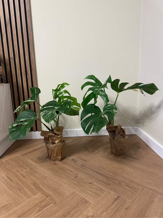 Монстера варієгатна деліціоза