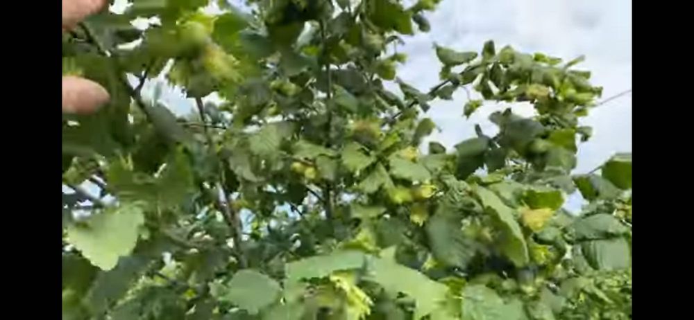 Продам горіхи крупноплідного фундука.