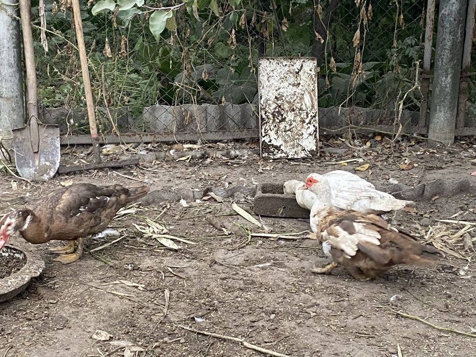 Индоутята молодые