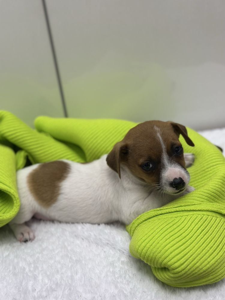 Piesek Szczeniak Jack Russell Terrier gotowy do odbioru z Rodowodem