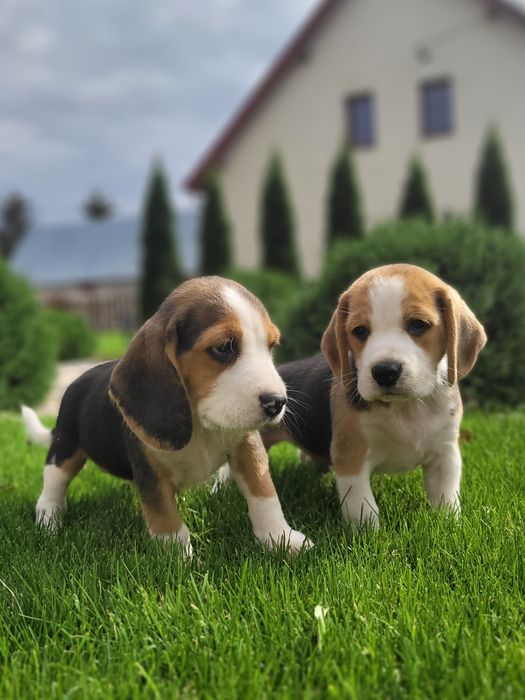 Beagle Psi Przyjaciel