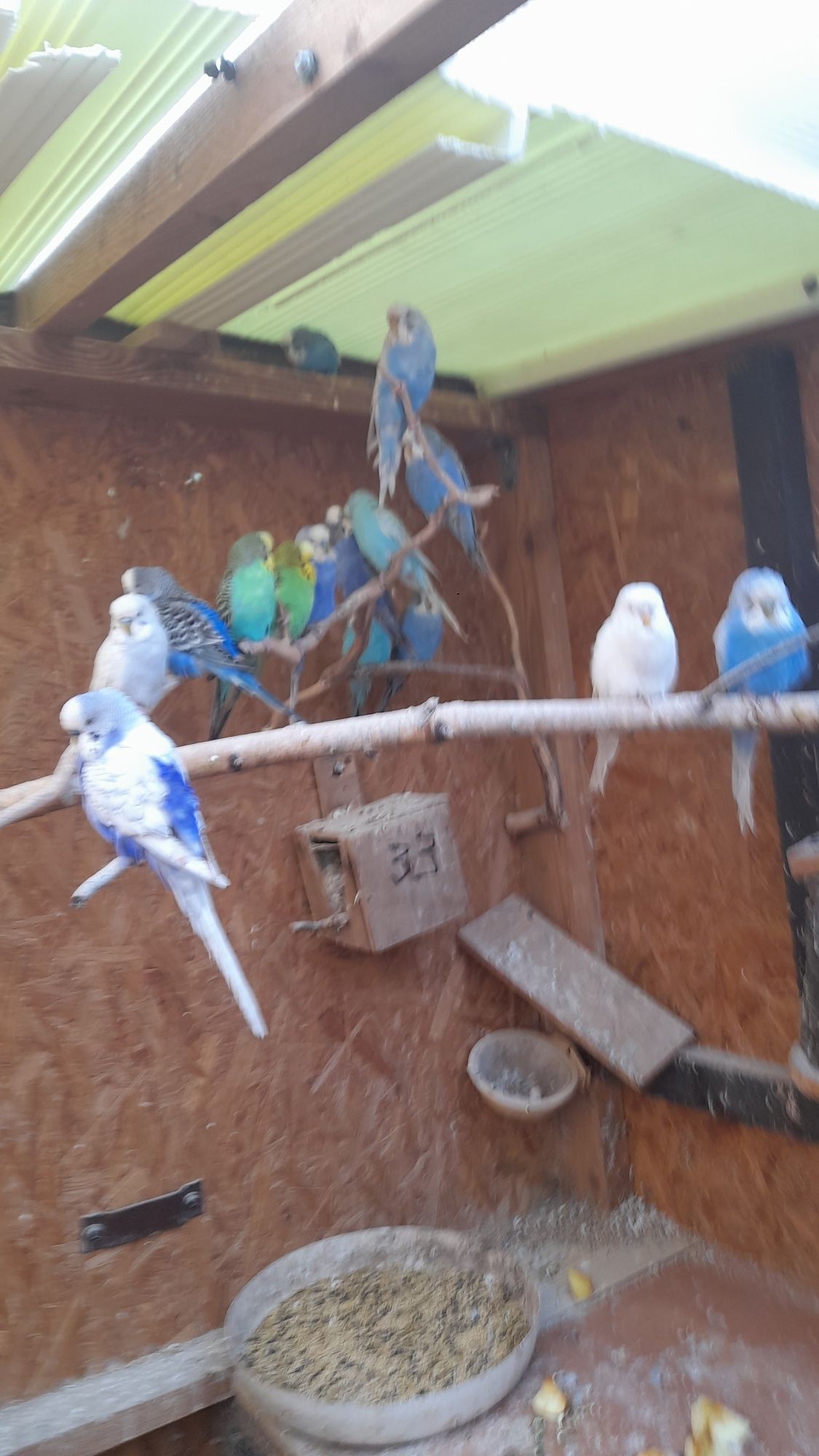 Sprzedam papugi faliste