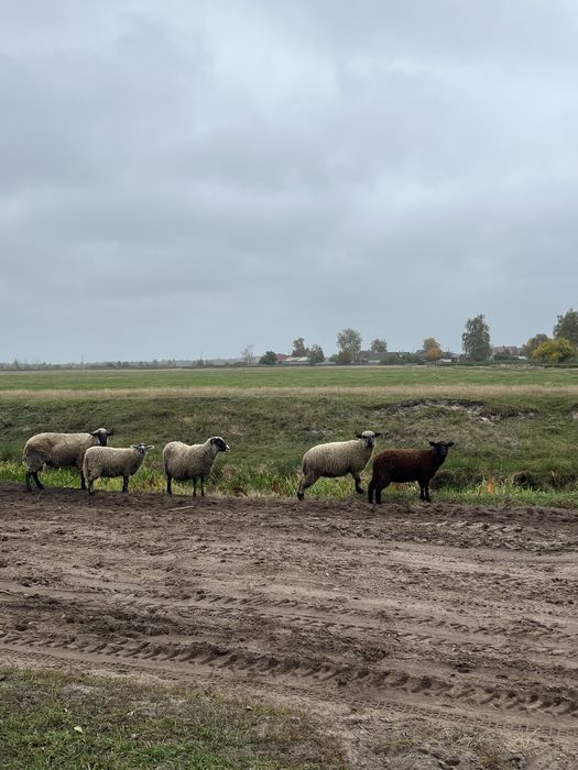 Продам вівці  суффолк та романівські ,порід