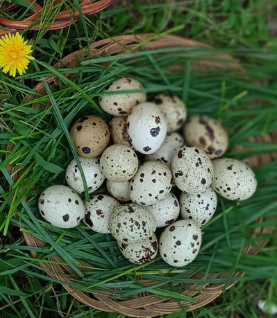 Продам інкубаційне яйце перепілок