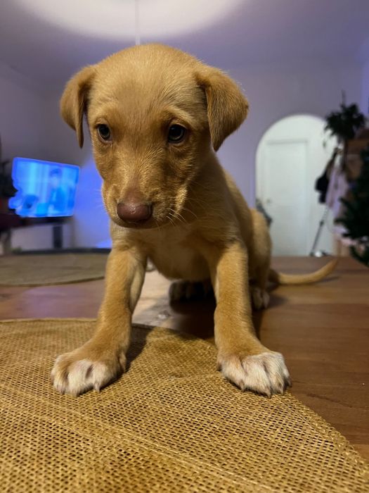 Adoção responsavel