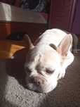 Buldog francuski