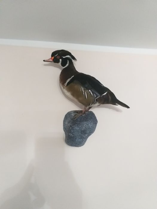 Spreparowana kaczka kaczor karolinki