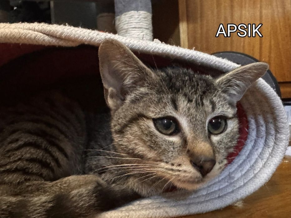 APSIK - koci filozof, rozmówca i przyjaciel na całe życie!