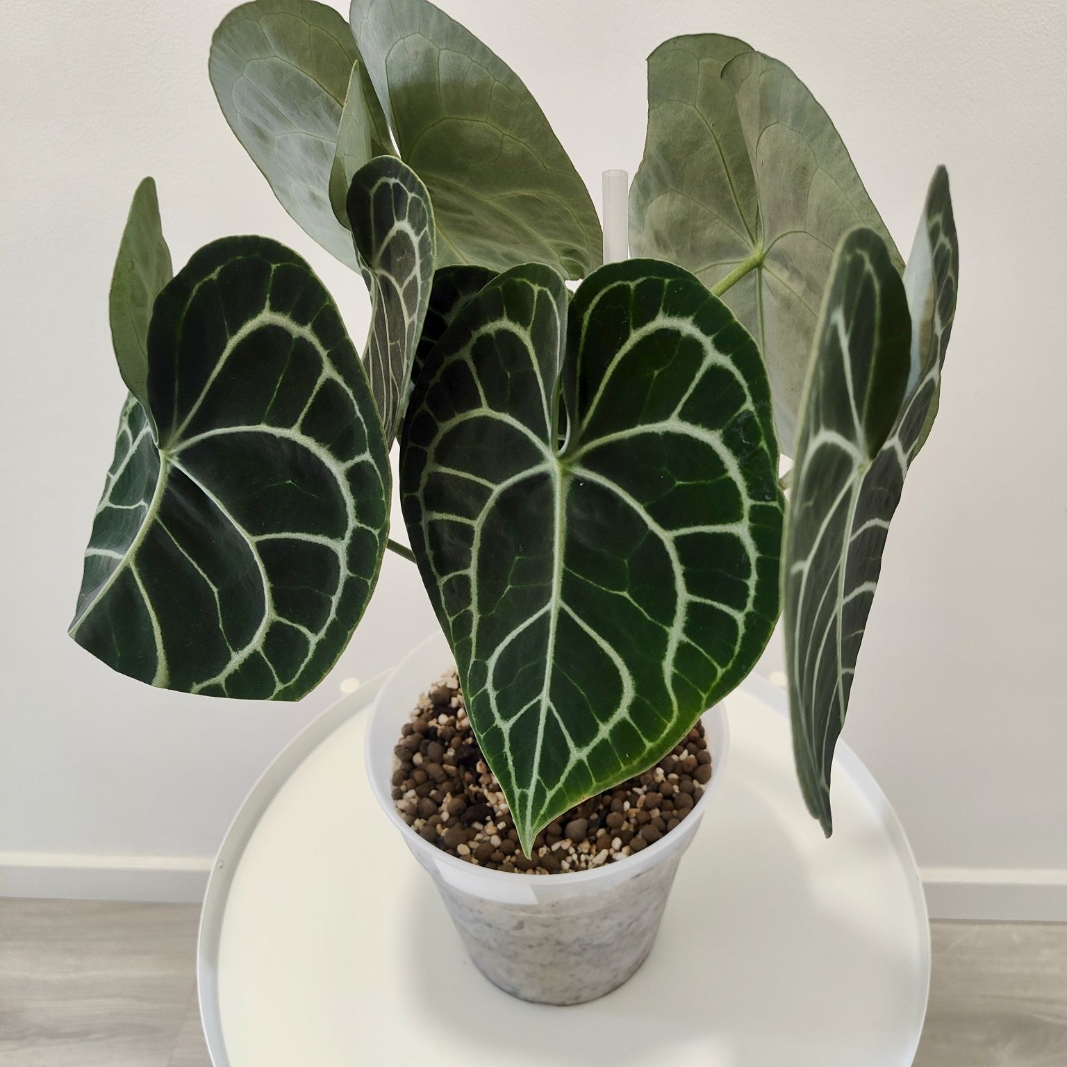Anthurium clarinervium // planta interior