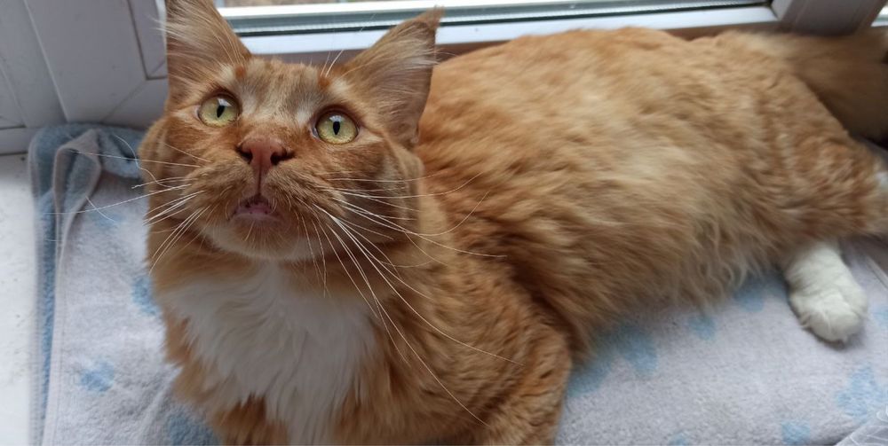 Пропав котик мейн кун Рижуля