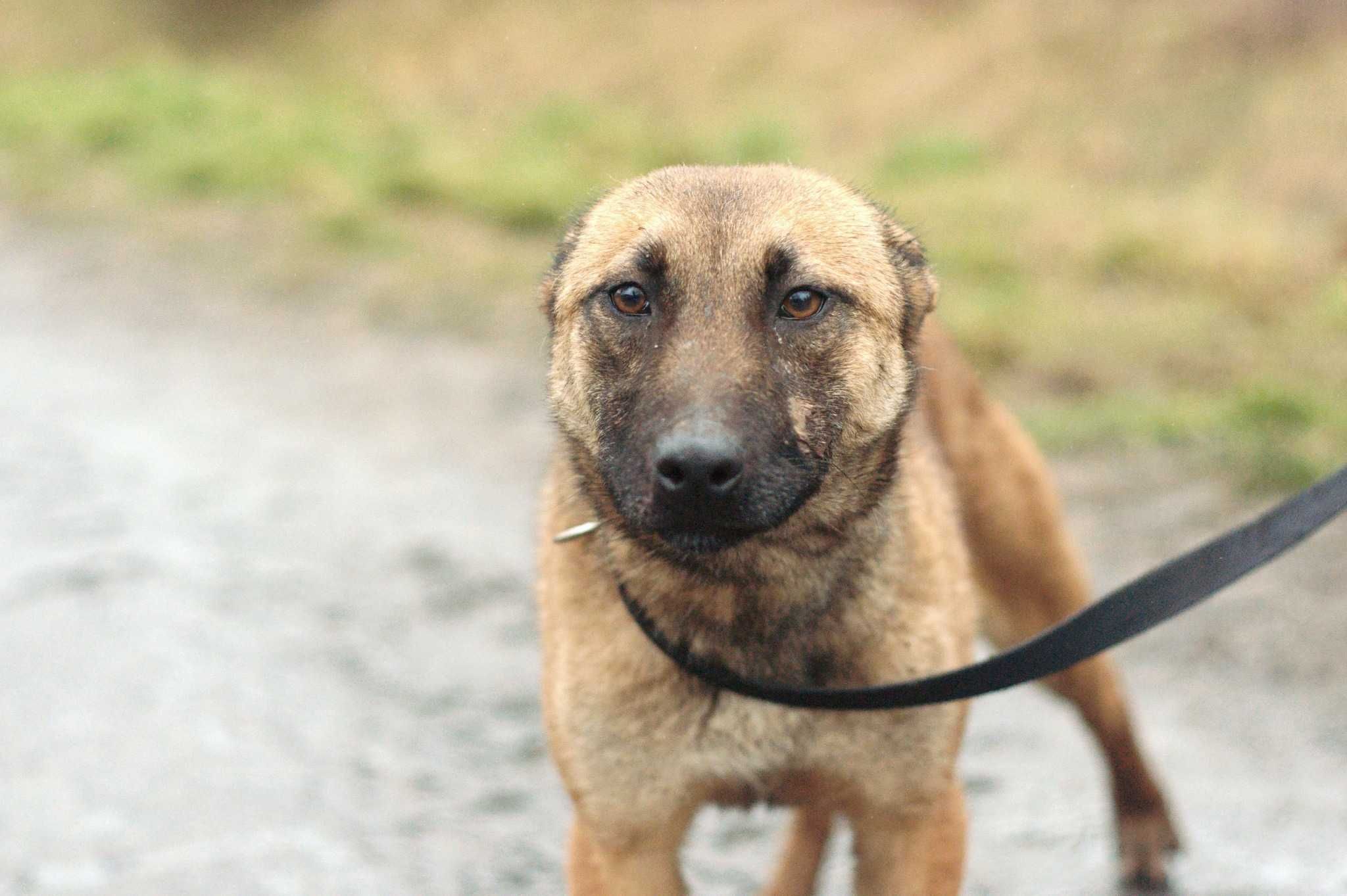 HERA - łagodna sunia w typie owczarka belgijskiego/Malinois