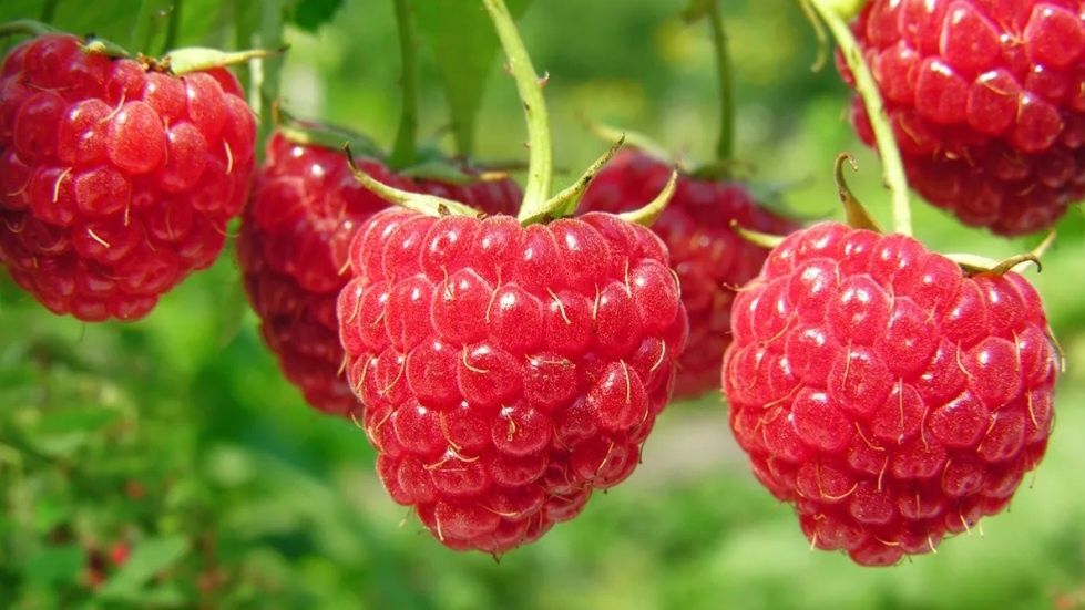 Продам саженцы смородины,агруса,малины,клубничка
