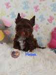 Chłopiec Yorkshire Terrier Choco