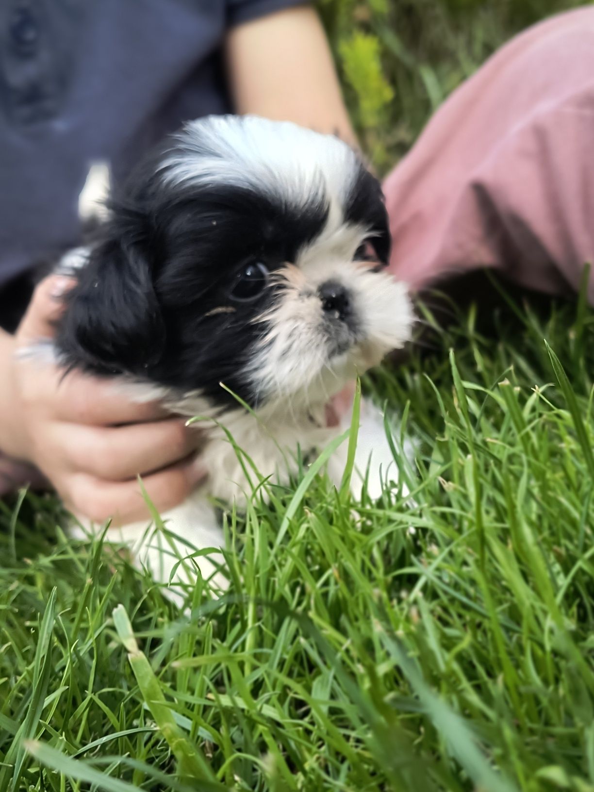 Shihtzu gotowy do odbioru