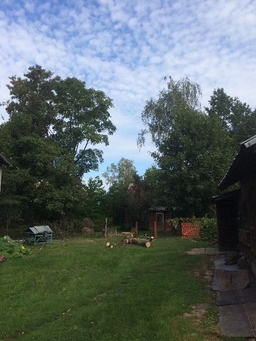 Wycinka,pielęgnacja,drzew,frezowanie,usuwanie karp,rębak,Podnośnik