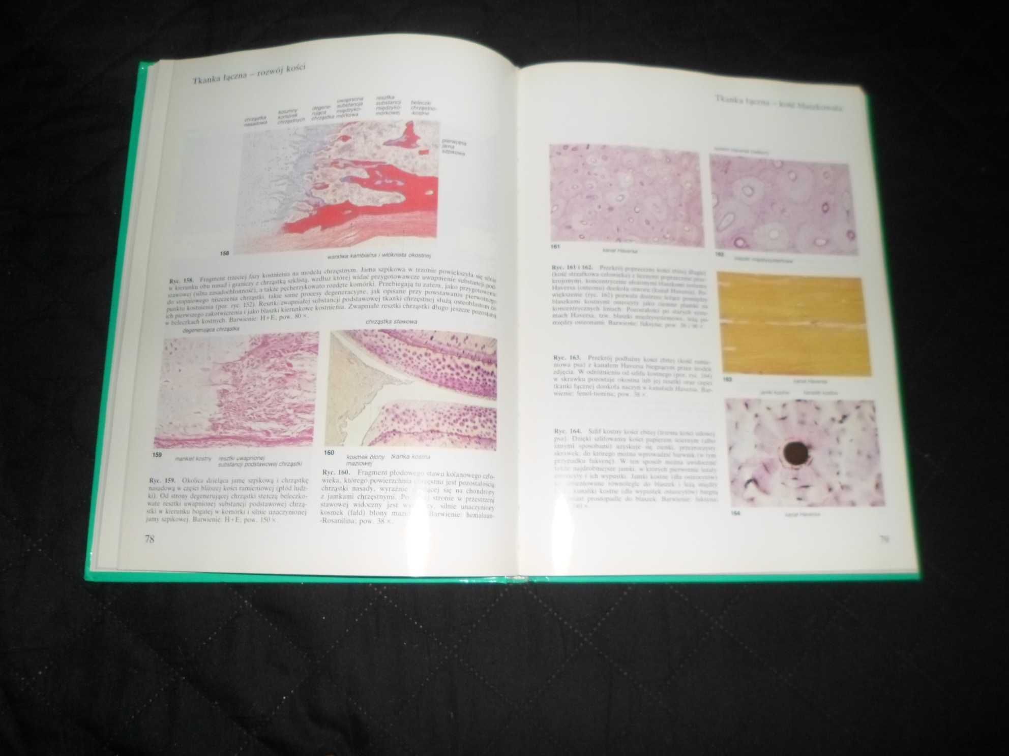 Sobotta/Hammersen - Histologia Atlas cytologii i histologii Frithjofa
