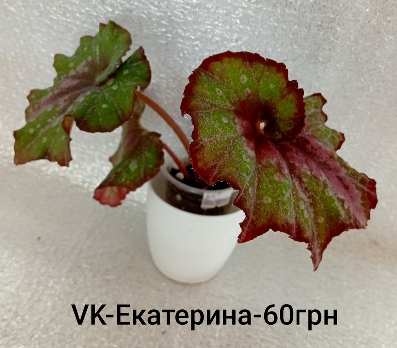 Кімнатні квітулічки