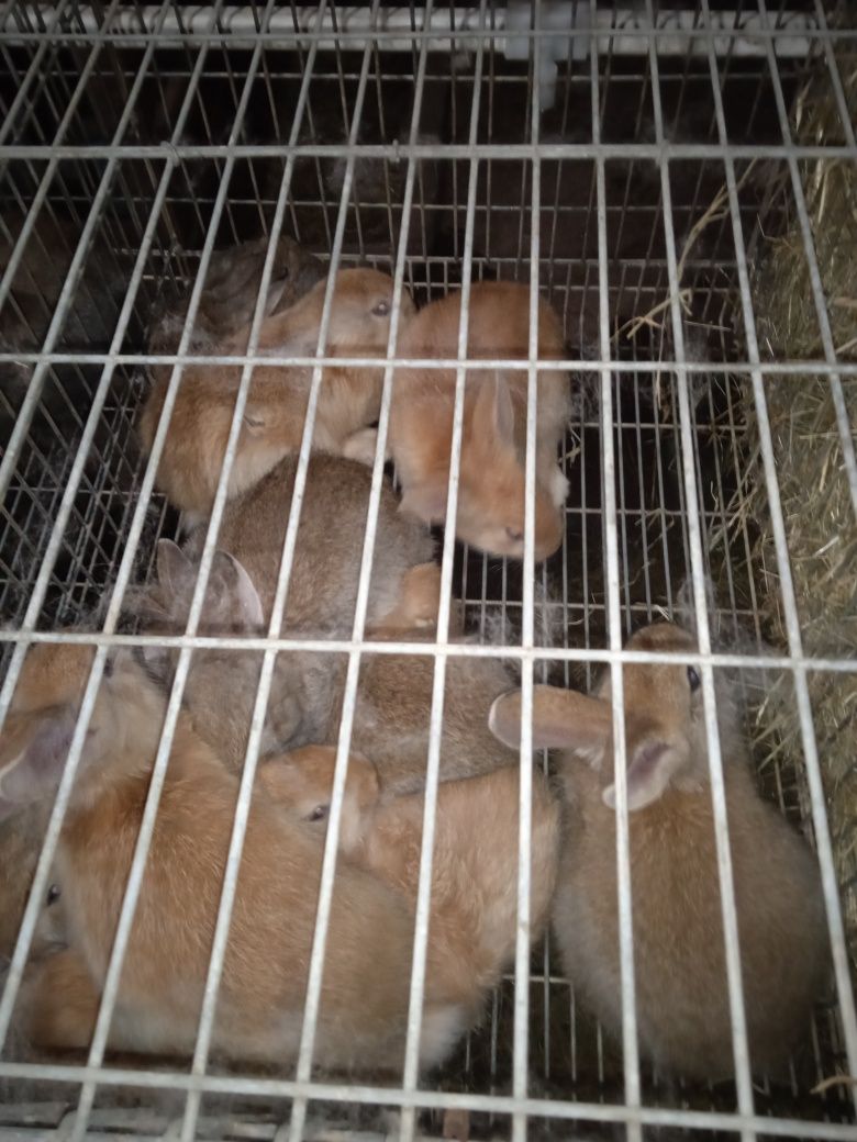 Coelhos caseiros vivos de excelente qualidade .