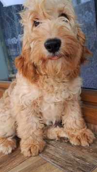 Cockapoo Cocker Spaniel/Pudel