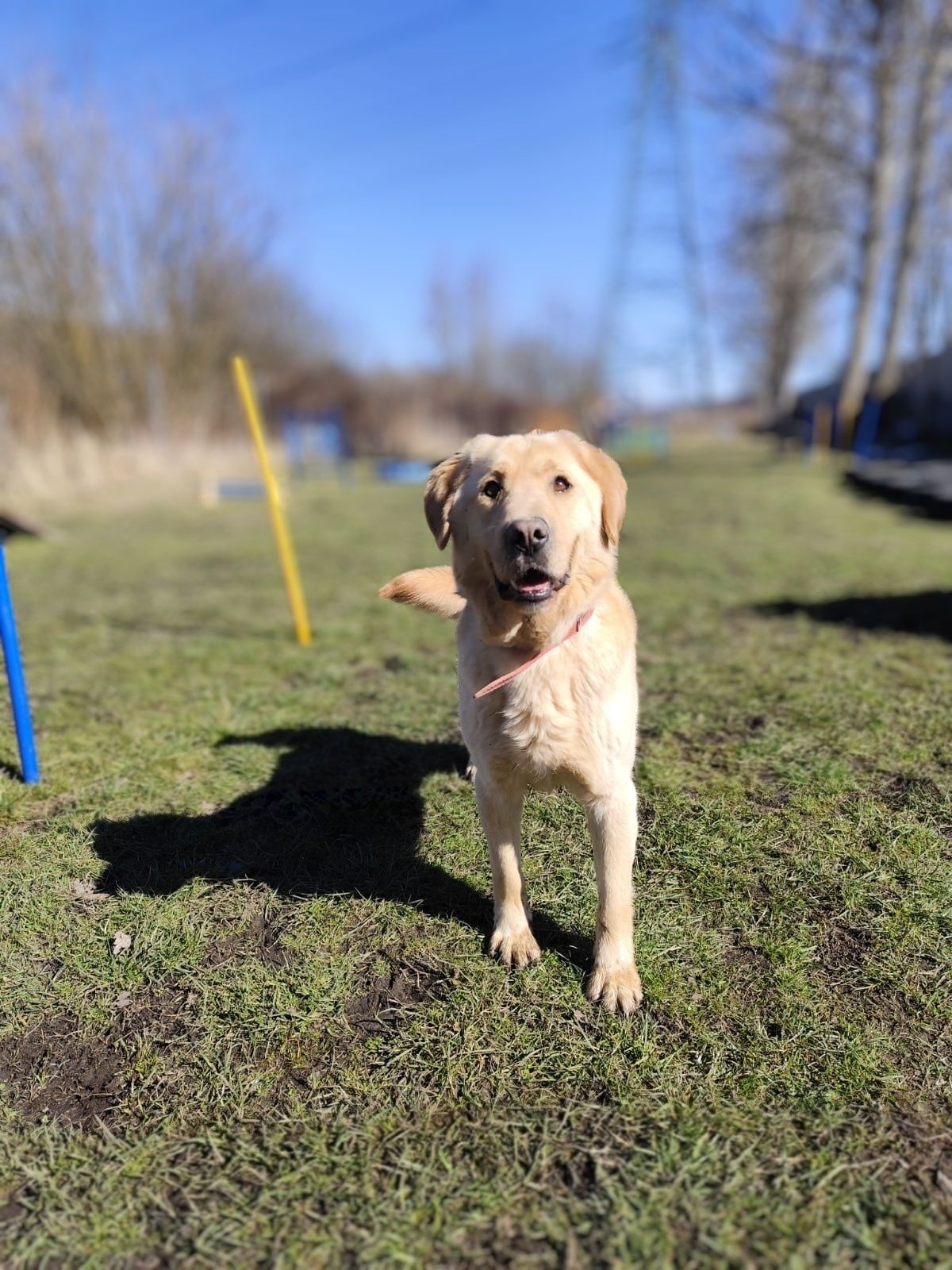 Szogun w typie Labrador szuka domu