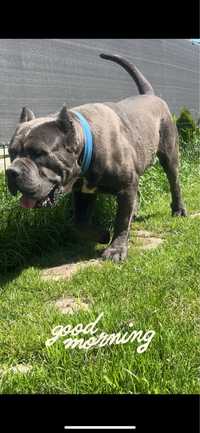 Cane Corso szczeniak