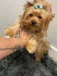 Yorkshire terrier suczka miniaturka ocean pearl