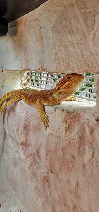 Młoda agama brodata Orange + terrarium 120x40x40